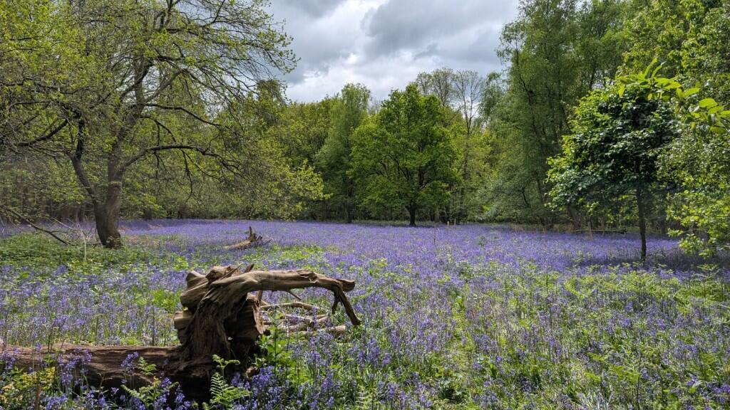 Main image of property: Lot2 Southroad Wood, Warehorne Road