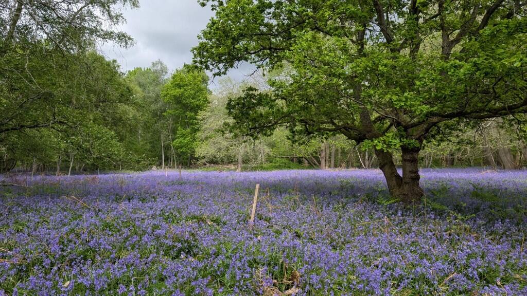 Main image of property: Lot 3 Southroad Wood, Warehorne Road