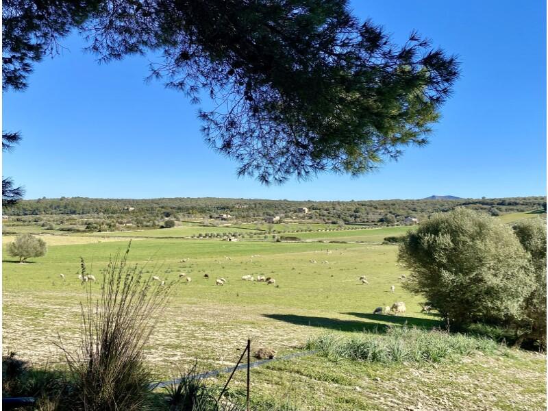 Main image of property: Balearic Islands, Mallorca, María de la Salud