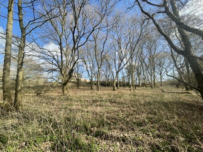 Main image of property: 0.67 Ha (1.66 Ac) Arable Land/Woodland, School Road , Horning , Norwich , Norfolk, NR12