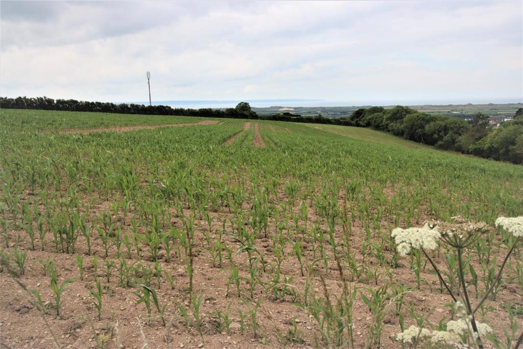 Land for sale in Ash Road, Braunton, EX33