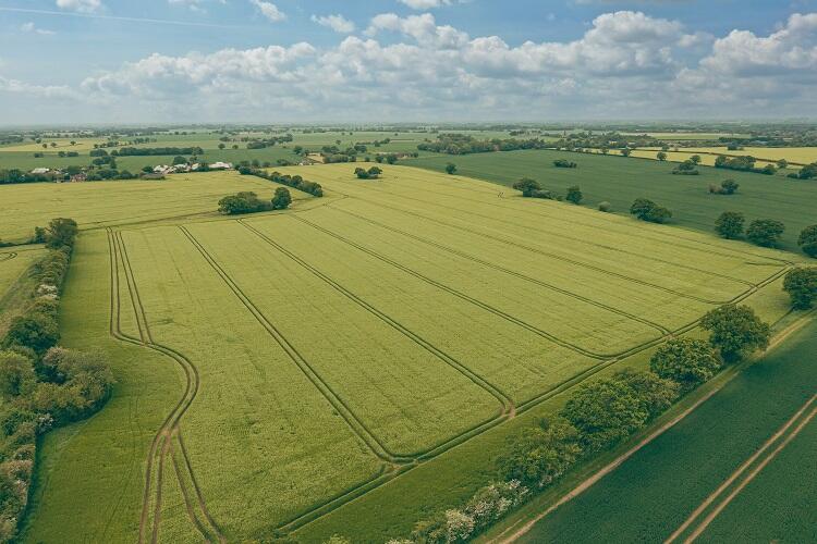 Farm land for sale in Banham, Norwich, Norfolk, NR16 2DE, NR16