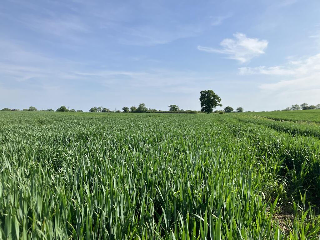 Farm land for sale in Land At Whytegates Farm, Cottered, Buntingford, Hertfordshire, SG9 9QZ, SG9
