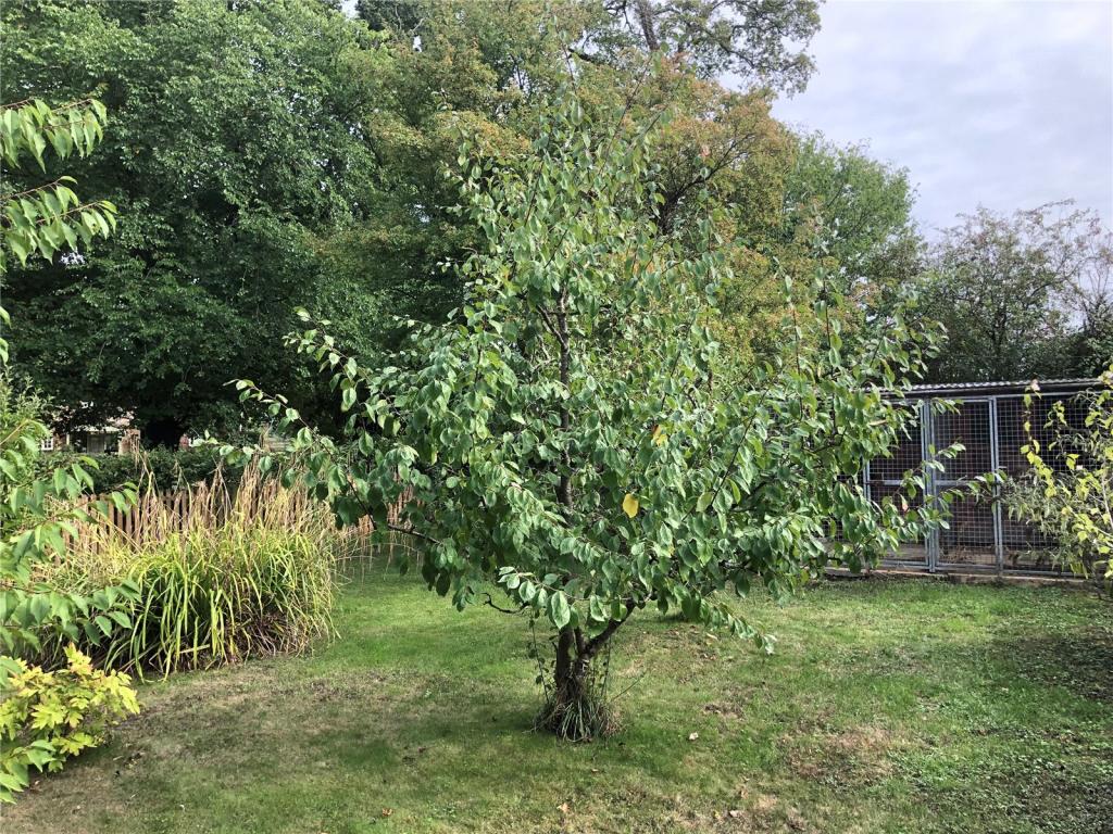 2 bedroom bungalow for sale in Ely Road, Hilgay, Downham Market, PE38