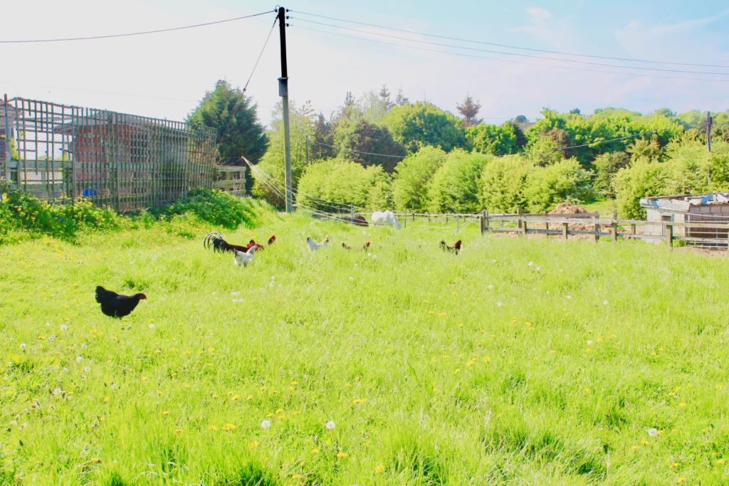 5 bedroom detached bungalow for sale in Dalton Piercy, Hartlepool, TS27