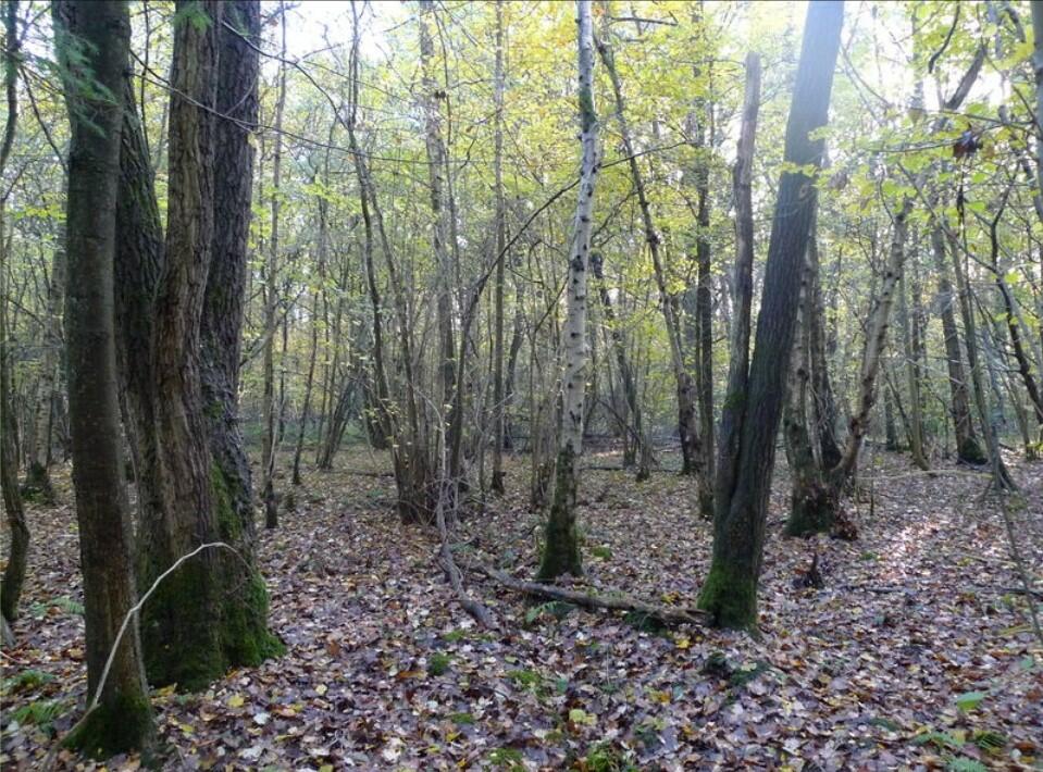 Land for sale in Russ Hill, RH6