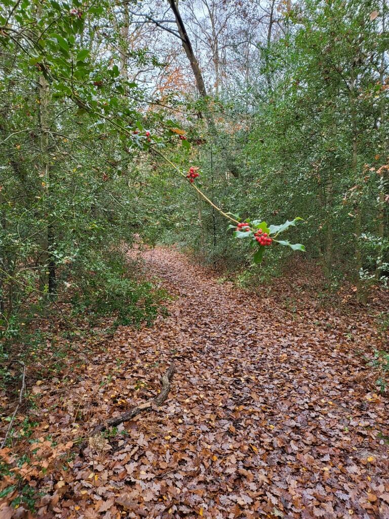 Main image of property: Powder Mill Lane, Tunbridge Wells, Kent, TN4