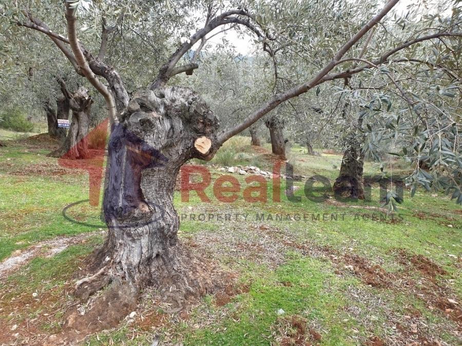 Land for sale in Center, Pteleos, Magnisia, Greece