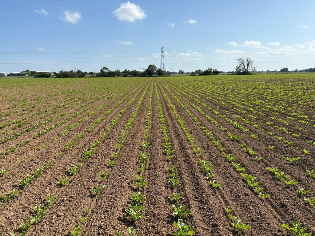 Main image of property: Arable Land in and around Frampton Fen, Boston