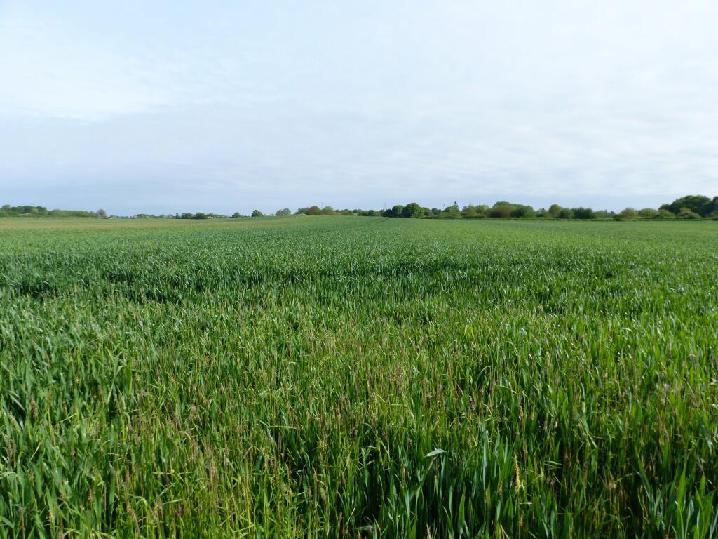 Farm land to lease in Arable land at Clenchwarton, PE34