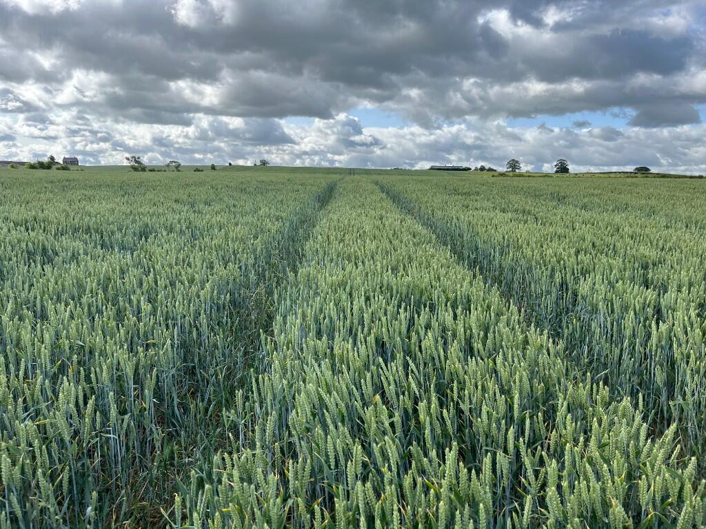 Main image of property: Land at East Newburn, Norham, Berwick upon Tweed, Northumberland, TD15 2LW