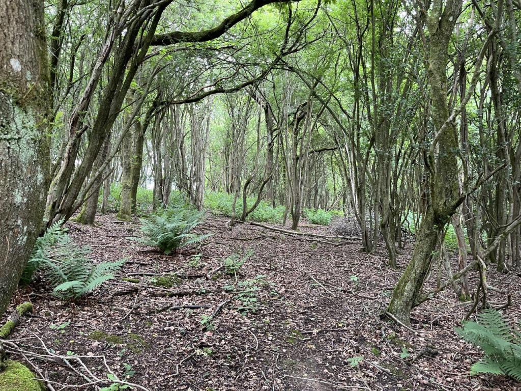 Land for sale in Pashley Road, Ticehurst, East Sussex, TN5