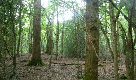 Additional property image - Moat Wood, East Hoathly, East Sussex, BN8