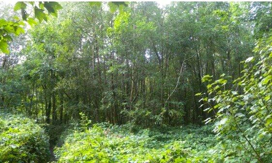 Additional property image - Moat Wood, East Hoathly, East Sussex, BN8