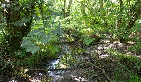 Additional property image - Moat Wood, East Hoathly, East Sussex, BN8