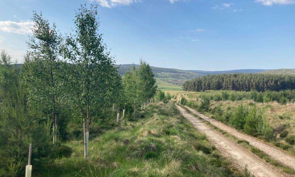 Main image of property: Glenkirk Wood, Tomatin IV13