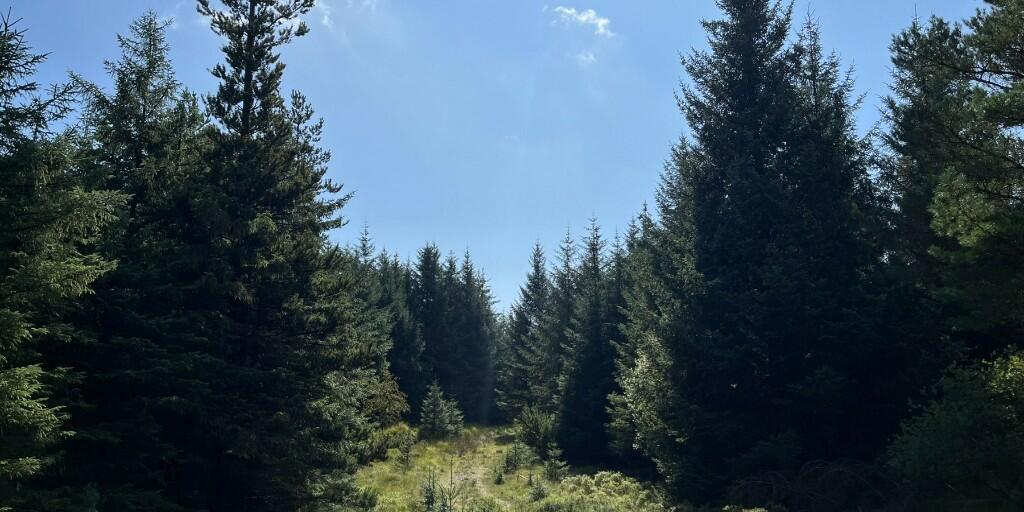 Additional property image - Crailloch Moss Wood, Galloway DG8