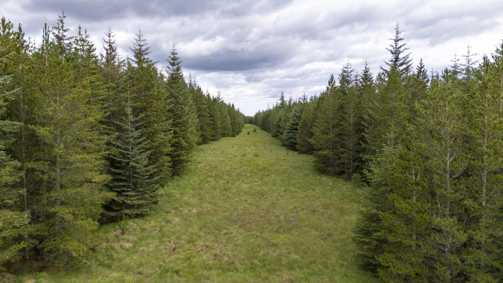 Main image of property: Mackay a Tuath Forest, Forsinard, Sutherland, KW13