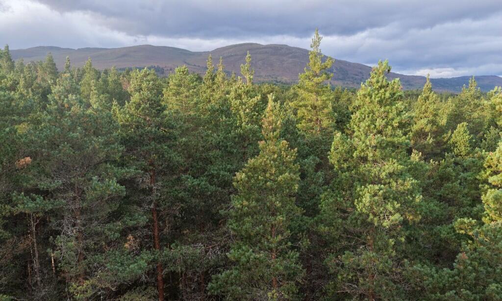 Main image of property: Tulloch Wood, Nethy Bridge, Inverness-Shire, PH25