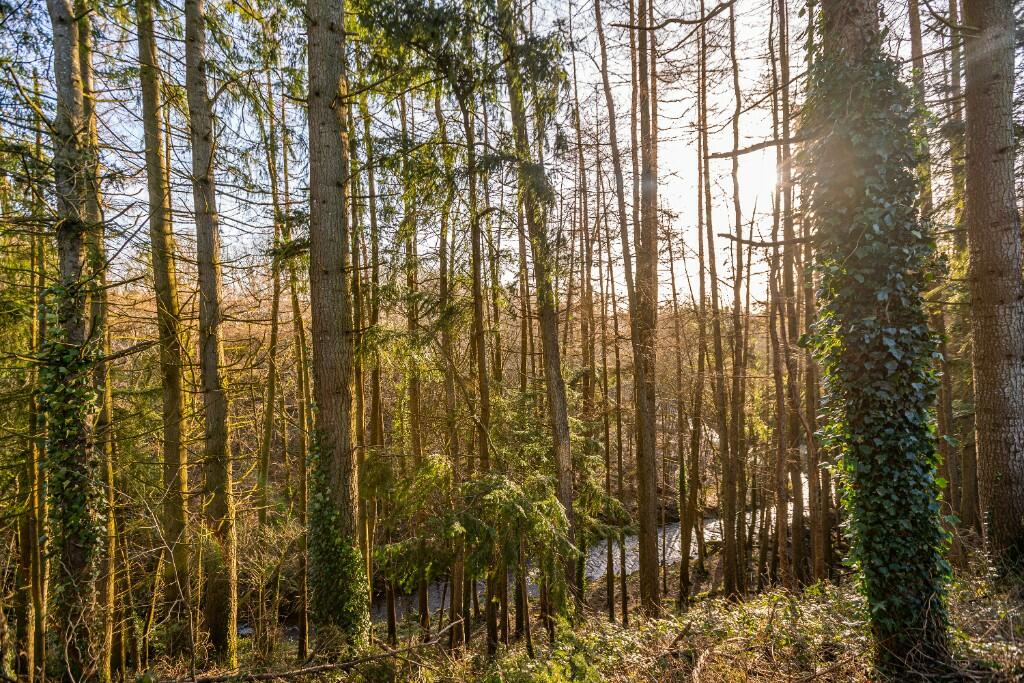 Additional property image - Mill Grange, near Duncow, Dumfries