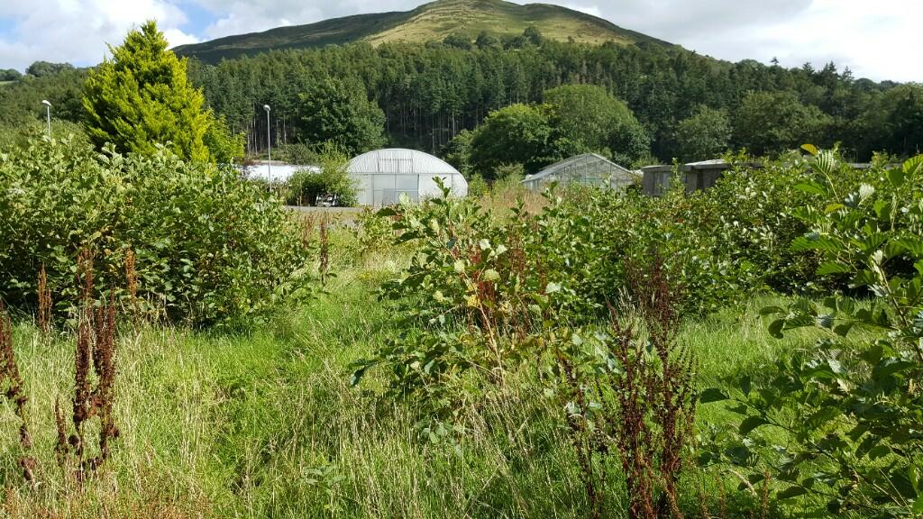 Land for sale in Aberwheeler Nurseries, Near Bodfari, Denbighshire