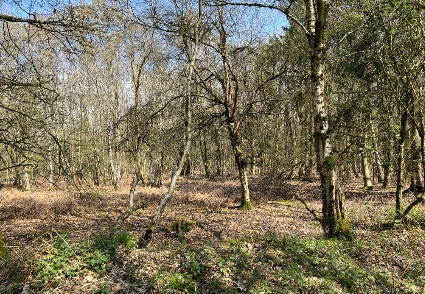 Land for sale in Sandy Lane, Barham, Ipswich, Suffolk, IP6 0PB, IP6