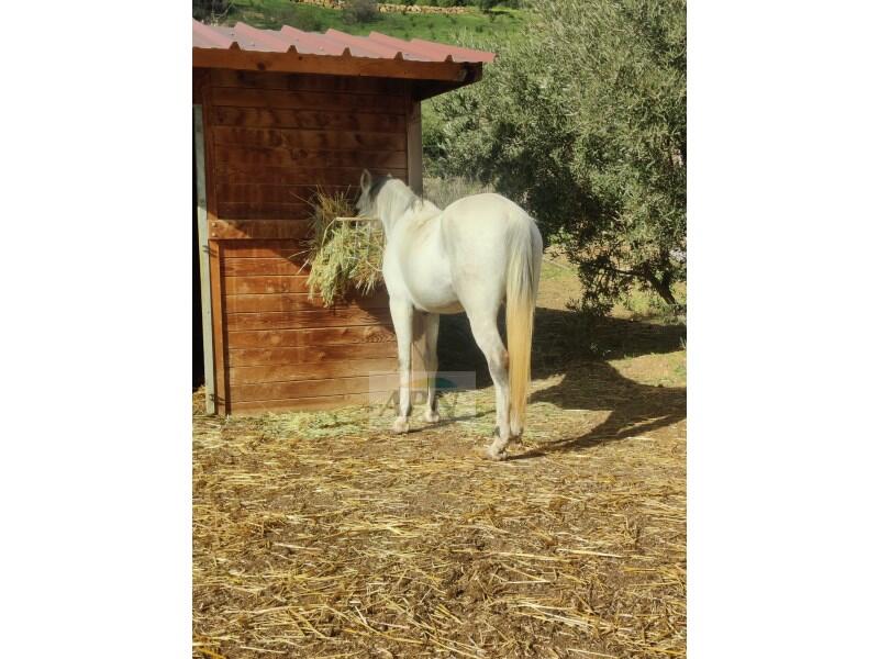 Main image of property: Villanueva De La Concepcion,MƔlaga