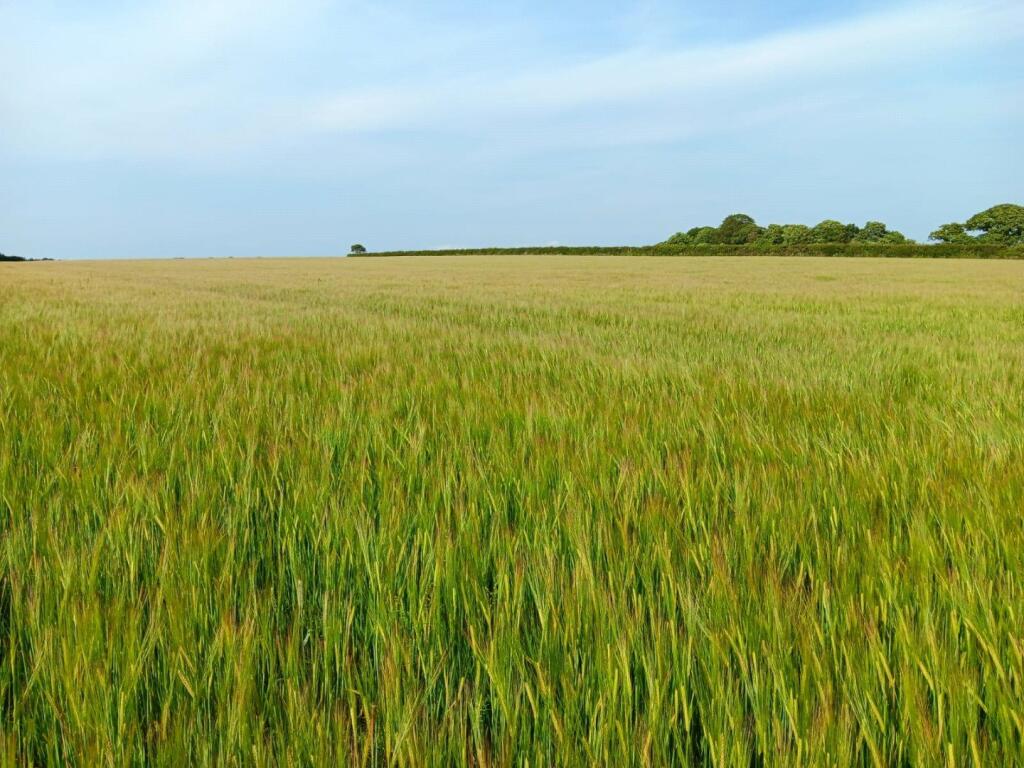 Main image of property: Standing Crop Available At Kirkbampton, Kirkbampton