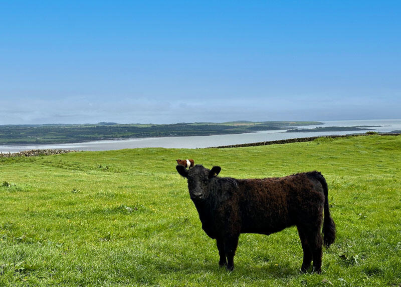 Additional property image - HIgh Auchenlarie & Holecroft Farms
