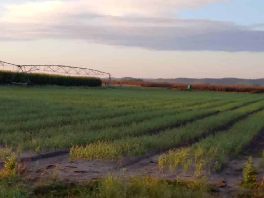 Main image of property: Tsintsabis, Oshikoto