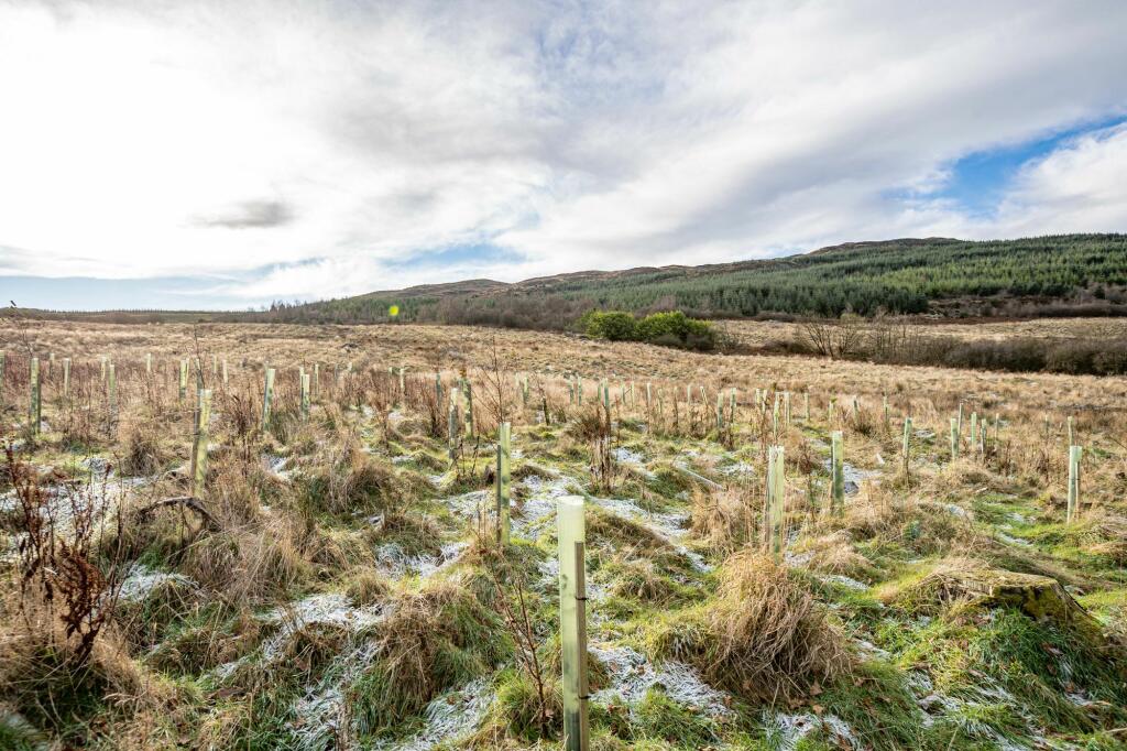 Additional property image - Dungarry Hill Plantation, Auchencairn, Castle Douglas, DG7
