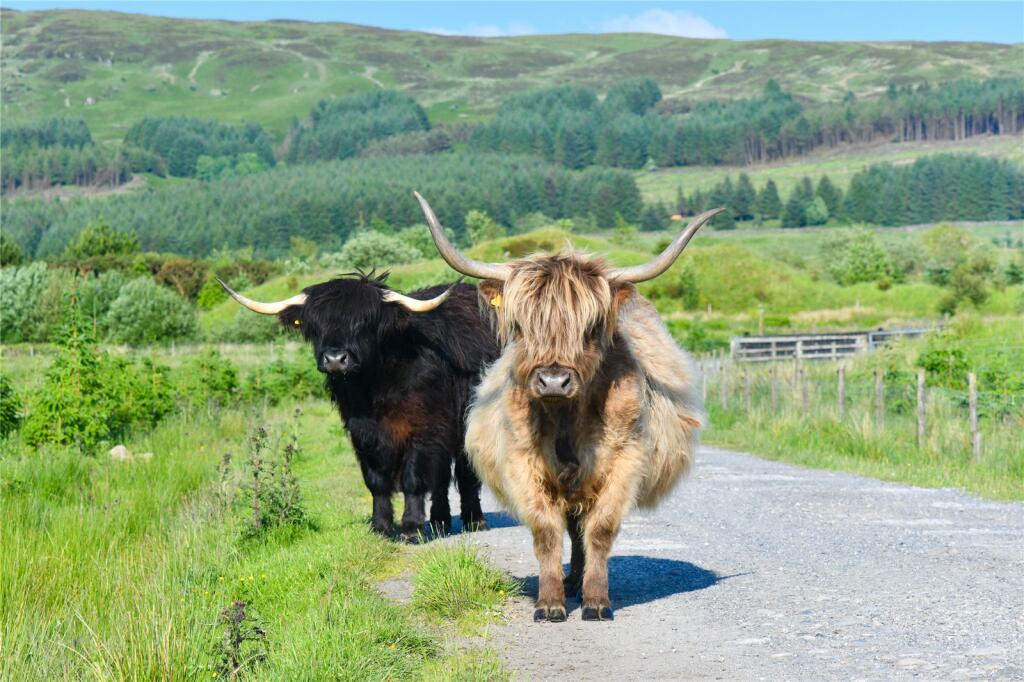 Additional property image - Glenquicken Estate, Creetown, Newton Stewart, Dumfries and Galloway, South West Scotland, DG8
