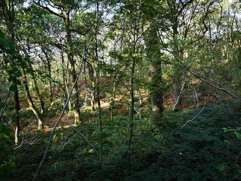 Land for sale in 12.13 Acres of Amenity Woodland Off Cheddleton Heath