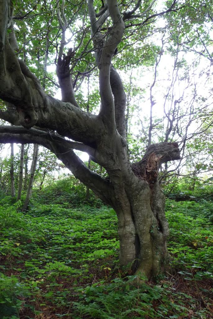 Land for sale in Woodland at Flatts Close, Hycemoor, Bootle, LA19