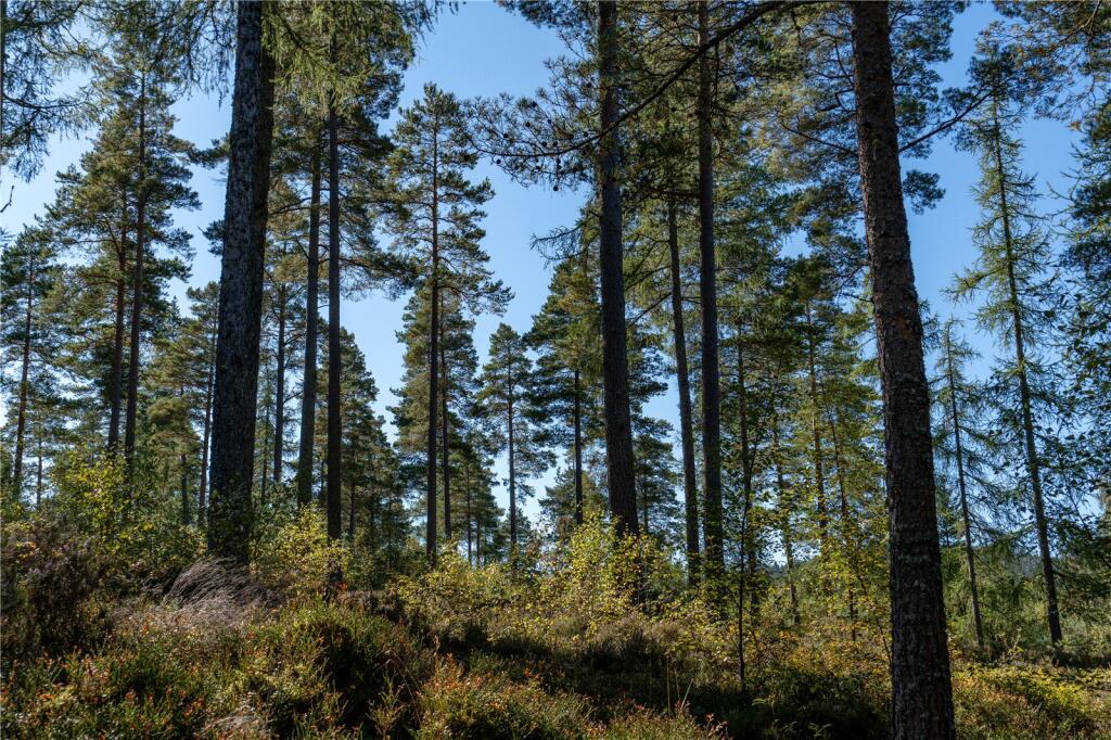 Additional property image - Arntilly Wood, Banchory, Aberdeenshire, AB34