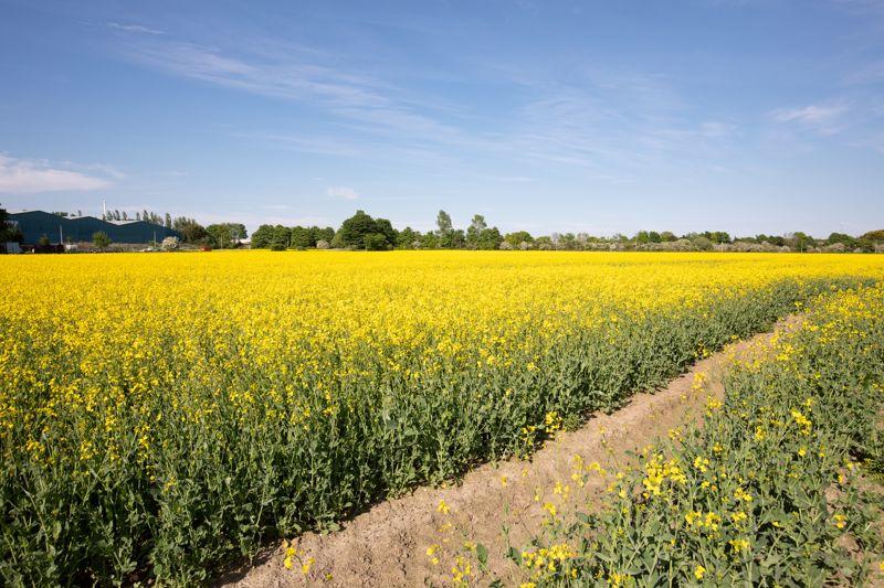 Land for sale in Land At MidNewlands, Laurieston Road, Grangemouth