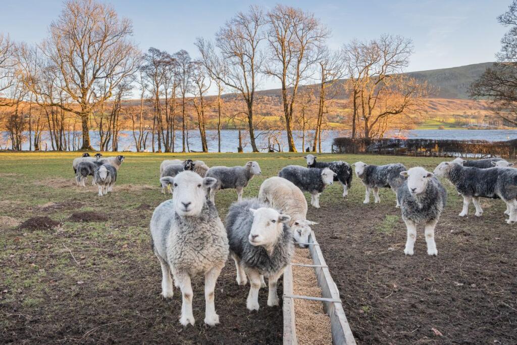 Additional property image - Belle Grove Estate, Watermillock, Ullswater, CA11 0LP