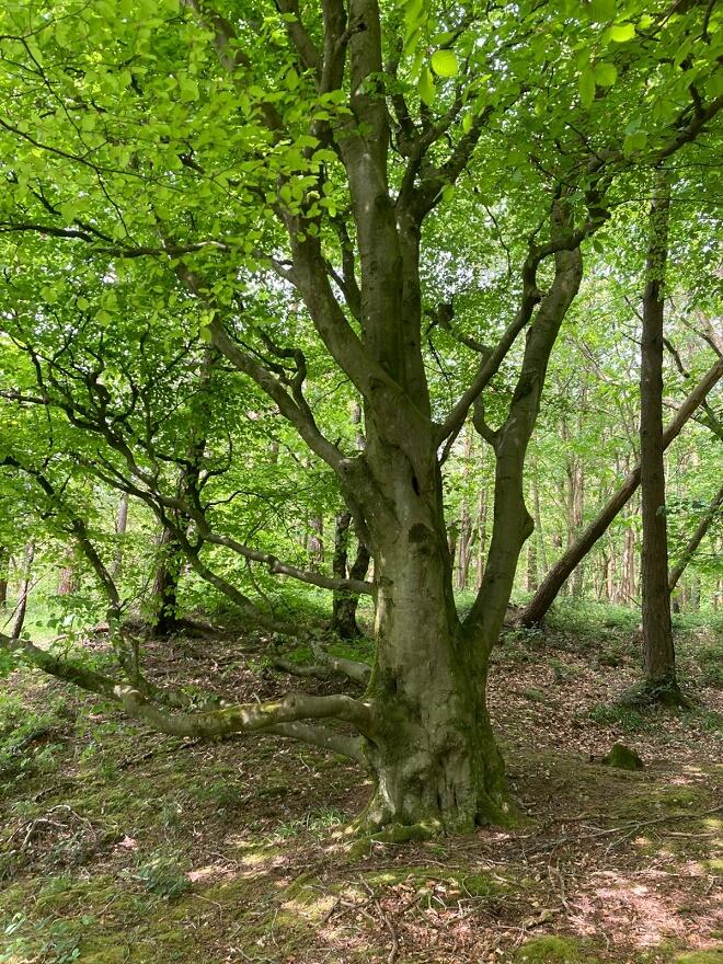 Additional property image - Maeshafn, Denbighshire, Wales