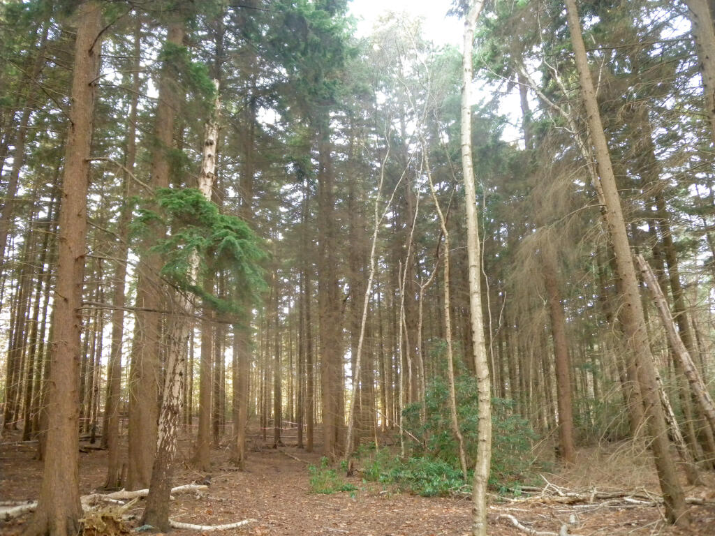 Land for sale in Cobham, Surrey, KT11