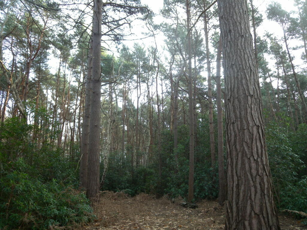 Land for sale in Cobham, Surrey, KT11