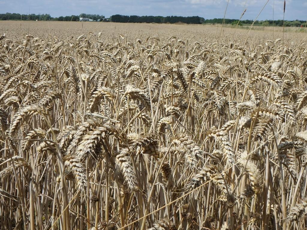 4 bedroom property for sale in Arable Farm Wisbech St Mary, PE13