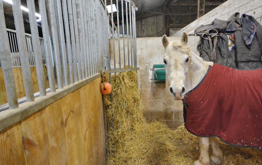 Additional property image - Cae Hic Livery & Riding Centre, Ffordd Y Blaenau, Treuddyn, Mold, Flintshire