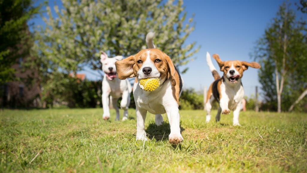 Main image of property: FULL-SERVICE DOG CARE FACILITY, Hampshire