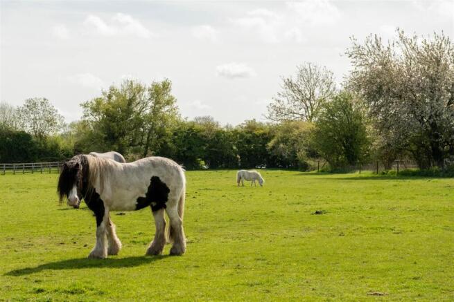 The Locals!
