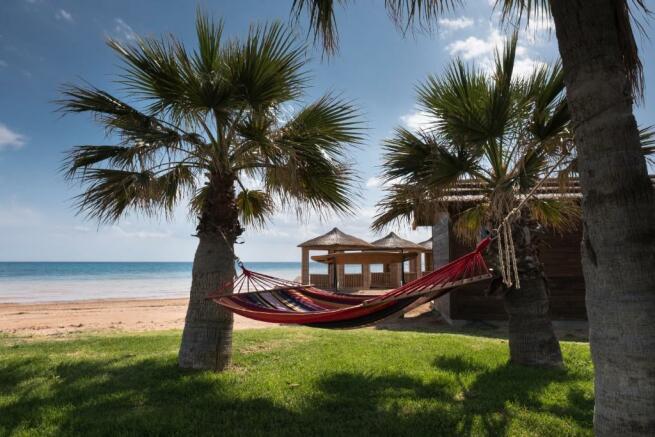 Palms and hammock