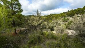 Photo of Balearic Islands, Mallorca, Puigpunyent