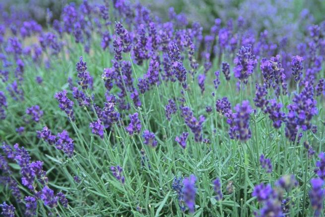 Lavender Image 1