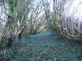 Photo of Woodland at Uplands Road Lot 2, Llangwm, Usk, NP15 1HJ