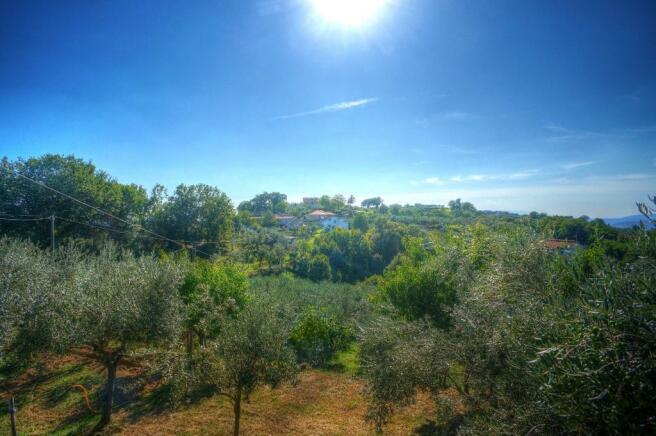 Olive groves & view