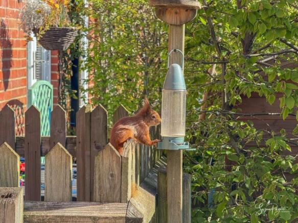 Squirrel in the garden